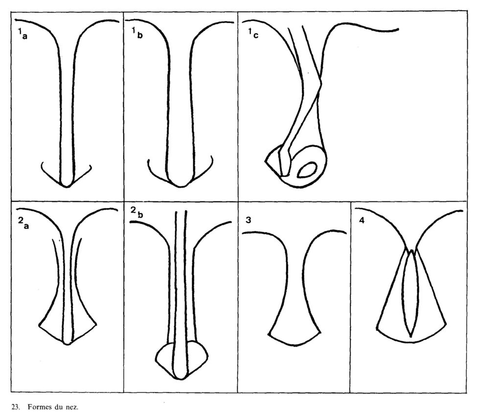 Formes du nez